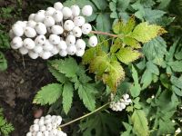 Лот: 16283590. Фото: 2. Воронец. Семена, рассада, садовые растения