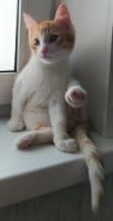 Лот: 23284086. Фото: 5. Рыжий котёнок, 3 мес.