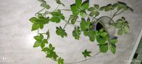 Лот: 17587336. Фото: 2. Циссус стриата. Комнатные растения и уход