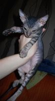 Лот: 3211283. Фото: 5. девочка канадского сфинкса