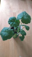 Лот: 19368302. Фото: 5. Алая герань (Pelargonium inquinans...