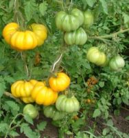 Лот: 11520444. Фото: 6. Рассада томатов очень урожайных...