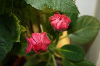 Лот: 4140982. Фото: 5. Глоксиния (цветущая)