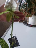 Лот: 16437404. Фото: 4. Орхидея пафиопедилум Мауди. Красноярск
