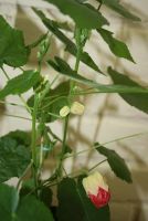 Лот: 4260947. Фото: 4. Абутилон Бэлла красный (зацветает... Красноярск