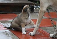 Лот: 2048273. Фото: 3. Щенок!!. Растения и животные