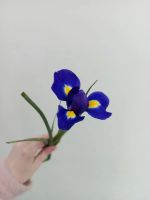 Лот: 25556099. Фото: 3. ирисы цветы. Сувениры, подарки