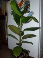 Лот: 1713068. Фото: 2. Фикус. Комнатные растения и уход