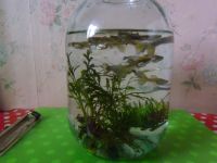 Лот: 19483866. Фото: 5. Рыбки аквариумные Гуппи с растениями...