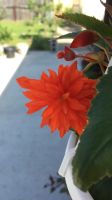 Лот: 17278181. Фото: 2. Бегония беллекония Hot Orange. Комнатные растения и уход