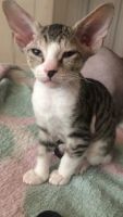 Лот: 9802965. Фото: 2. котята сфинкс. Животные и уход
