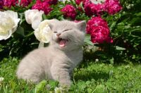 Лот: 2952871. Фото: 2. Шотландская кошечка!. Животные и уход