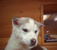 Лот: 3543194. Фото: 2. Щенок Хаски!!!. Животные и уход