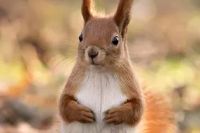 Лот: 8219899. Фото: 2. Белка обыкновенная, (лат. Sciurus... Животные и уход