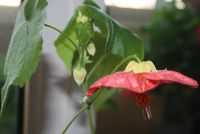 Лот: 4447834. Фото: 2. Абутилон Бэлла красный 10 (цветущий... Комнатные растения и уход