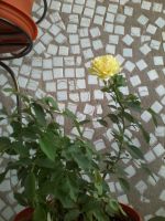 Лот: 7036841. Фото: 2. Отростки розы пророщеные. Комнатные растения и уход
