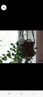 Лот: 24576210. Фото: 2. Цветы. Комнатные растения и уход