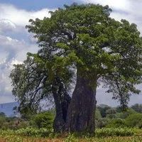 Лот: 8724344. Фото: 3. Вагонка Абаш (best quality). Строительство и ремонт