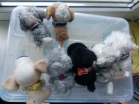 Лот: 10195870. Фото: 2. theDOG collection мягкие собачки... Игрушки