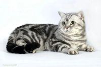 Лот: 3644265. Фото: 2. Серебристый мраморный британчик... Животные и уход