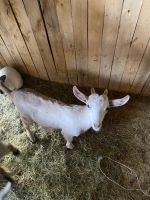 Лот: 25771402. Фото: 2. Козел. Животные и уход