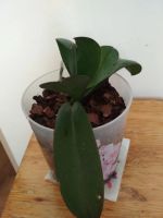Лот: 19317815. Фото: 4. Орхидея фаленопсис цвет красно... Красноярск