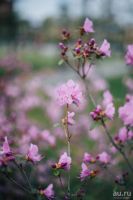 Лот: 9609242. Фото: 5. Yashica Yashinon-DS 50 mm 1.7...