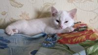 Лот: 19612500. Фото: 3. Котята белые. Растения и животные