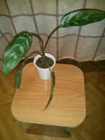 Лот: 5310588. Фото: 2. Аглаонема Трейба 50 руб.!. Комнатные растения и уход