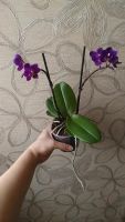 Лот: 9341325. Фото: 7. Орхидея мини-фаленопсис