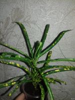 Лот: 3588963. Фото: 2. Кротон Gold Star. Комнатные растения и уход