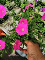 Лот: 13939586. Фото: 4. Рассада цветущей махровой, ампельной... Красноярск