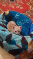 Лот: 6453431. Фото: 2. Котенок. Животные и уход