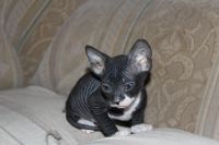 Лот: 3537153. Фото: 5. котенок Сфинкса