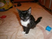 Лот: 3254701. Фото: 6. Подарю котенка!