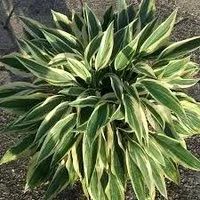 Лот: 15892310. Фото: 2. хоста Лейксайд Драгонфлай (hosta... Семена, рассада, садовые растения