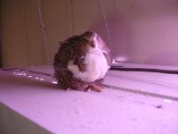 Лот: 14034768. Фото: 5. перепела