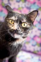 Лот: 9725903. Фото: 4. Кошечка Соня черепахового окраса... Красноярск