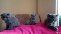Лот: 8946441. Фото: 3. Шотландские голубые прямоухий... Растения и животные
