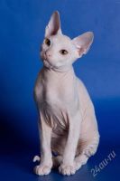 Лот: 968985. Фото: 2. Котята донского сфинкса. Животные и уход