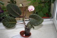 Лот: 2889160. Фото: 2. Глоксиния 31 (цветущее растение... Комнатные растения и уход