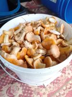 Лот: 10141123. Фото: 2. Грибы - лисички - свежие. Продукты