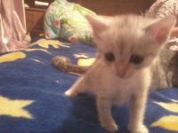 Лот: 7785580. Фото: 6. Даром, очень красивые, воспитанные...