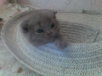 Лот: 4304237. Фото: 7. Шикарные плюшевые медвежата