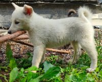 Лот: 22848465. Фото: 2. Щенок девочка беляшка. Животные и уход