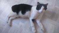 Лот: 10029943. Фото: 2. Кот Боцман ищет дом. Животные и уход