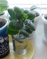 Лот: 2064807. Фото: 3. Каланхоэ. Растения и животные