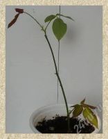 Лот: 101063. Фото: 2. роза комнатная красная- прижившийся... Комнатные растения и уход