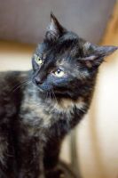Лот: 6983280. Фото: 3. Кошечка Дарена. Растения и животные