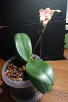 Лот: 17004790. Фото: 2. Орхидея Dusty Belle. Комнатные растения и уход